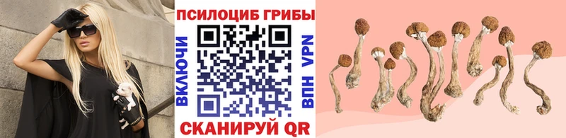 Купить где  Аркадак  Галлюциногенные грибы Magic Shrooms 